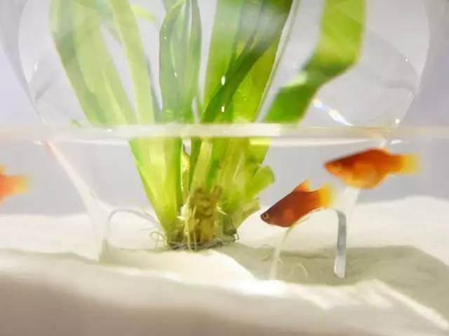 精美3d打印創(chuàng)意作品圖片欣賞 你見(jiàn)過(guò)3D打印的魚缸么?