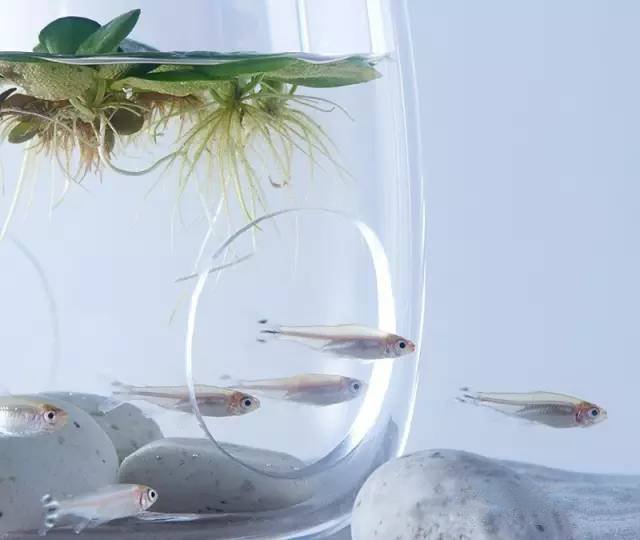 精美3d打印創(chuàng)意作品圖片欣賞 你見(jiàn)過(guò)3D打印的魚缸么?
