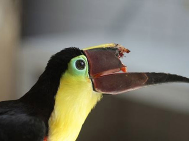 那些被3D打印治愈過的萌蠢小動物